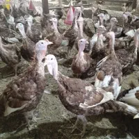 بوقلمون محلی ،روانسر