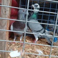 کبوتر پلاکی|پرنده|حویق, |دیوار