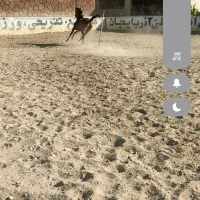 مادیون کورد آرام نژاد دار|اسب و تجهیزات اسبسواری|تبریز, |دیوار