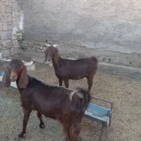 ۲راس بز دورگ پاکستانی