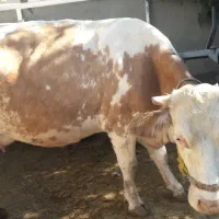 گاو ماده سیمینتال|حیوانات مزرعه|صحنه, |دیوار