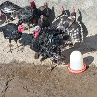 بوقلمون رویال پالم  12 عدد 30000000|حیوانات مزرعه|باسمنج, |دیوار