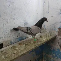 کاغذی ماده خطی|پرنده|قزوین, |دیوار