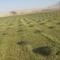 فروش یونجه حدودا 5 تن|عمده‌فروشی|کلیائی, |دیوار