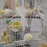 عروس هلندی دستی جوجه ومولد|پرنده|شهرکرد, |دیوار