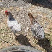 مرغ و خروس