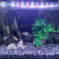 آکواریوم شیشه خم فول امکانات با ماهی های خاص