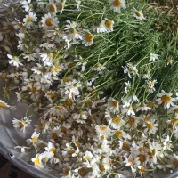 بابونه|گل و گیاه طبیعی|پاوه, |دیوار