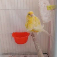 جفت قناری فری|پرنده|مشهد, شهرک مهرگان|دیوار