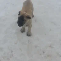 توله سگ کانگال|سگ|تبریز, |دیوار