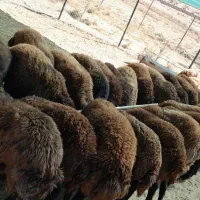 فروش بره نرافشاری