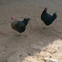 معاوضه و فروش|حیوانات مزرعه|گتوند, |دیوار