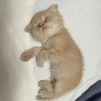 گربه اسکاتیش