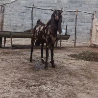 نر بز تخمی جنس الی