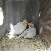 فروش عروس مولد به شرط مولد لیتینو|پرنده|بندر ماهشهر, |دیوار