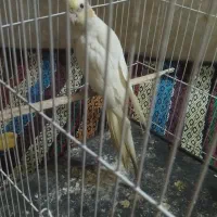 عروس هلندی لوتینو