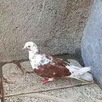 کبوتر رفته