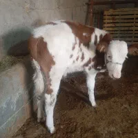 گوساله سیمینتال