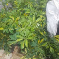 گل‌فروشی‌عسگریان‌به‌قیمت‌عمده‌فروشی