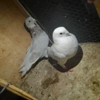 کفتر  کبوتر