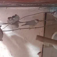 فنچ کینگ و زبرا|پرنده|کرخه, |دیوار