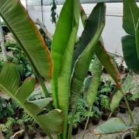 فروش عمده گل|گل و گیاه طبیعی|آباده, |دیوار