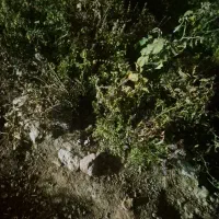 اجازه زمین کشاورزی