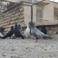 کفتر بیرونی