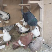 کبوتر بهبهانی سرور ، دمسفید،  سرک ، پشت