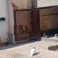طوقی