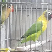 طوطی برزیلی جفت