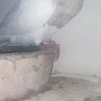 طوقی الماصی|پرنده|کرمانشاه, |دیوار