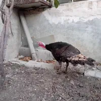 بقلمون|حیوانات مزرعه|آزادشهر, |دیوار