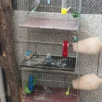 سه عدد قفس با ابخوری و دانخوری