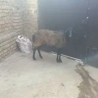 آبستن سر پستان جوان|حیوانات مزرعه|کرج, حسین آباد (اکبر آباد)|دیوار