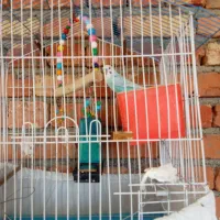 مرغ عشق|پرنده|ارومیه, |دیوار