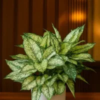 مشاوره و فروش گیاهان آپارتمانی با کیفیت