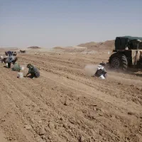 پیاز زعفران ششتمد