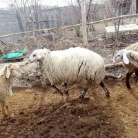 قوچ|حیوانات مزرعه|آشخانه, |دیوار