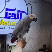 کاسکو دستی سخنگو مولد