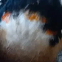 سهره چهار گل نما