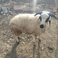 گوزو .نر|حیوانات مزرعه|شوط, |دیوار