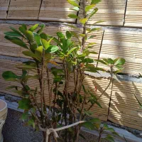 گل طبیعی|گل و گیاه طبیعی|تبریز, |دیوار