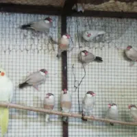 تعدادی فنچ مصری کرم رنگ|پرنده|برازجان, |دیوار