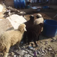 چهار تا بره ماده سالم وسرحال