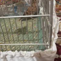 سهره خاکی|پرنده|ساوه, |دیوار