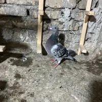 از هوا گرفتم