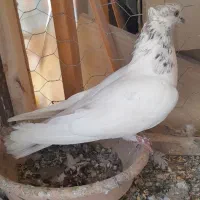 اوچان شاخ شاخی
