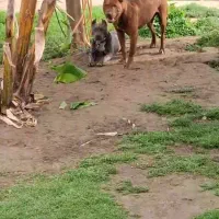 واگذاری یک جفت پیتبول تریر از بهترین نسل|سگ|سیمین شهر, |دیوار