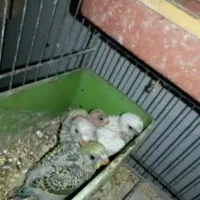 مرغ عشق مولد با جوجه سرلاکی چشم قرمز خونگی سالم